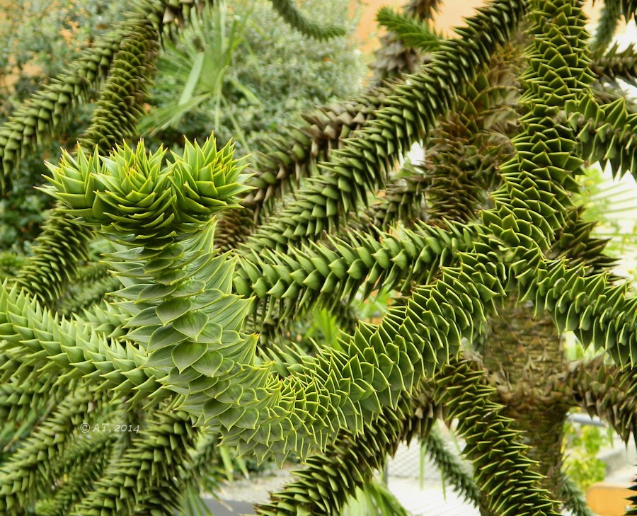 Image of Araucaria araucana specimen.