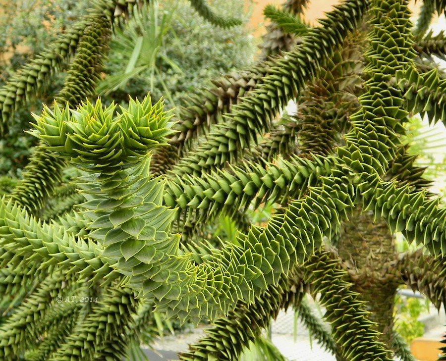 Изображение особи Araucaria araucana.