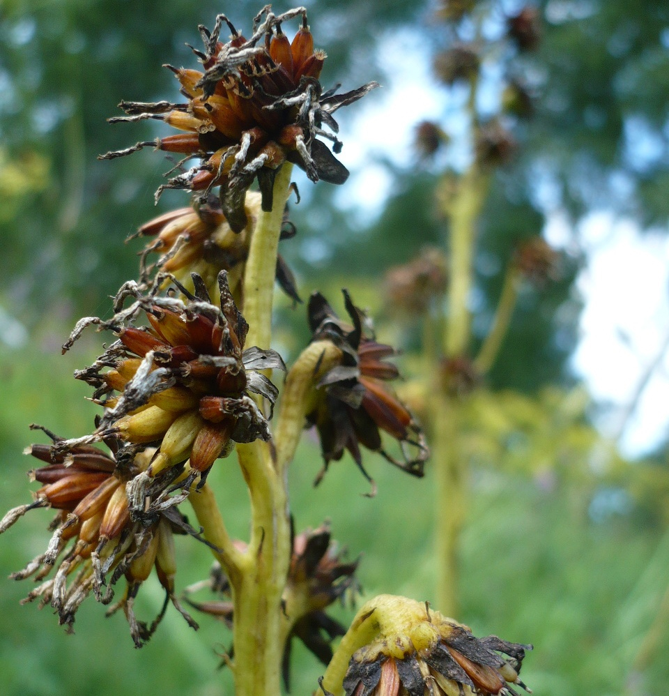 Изображение особи Ligularia glauca.
