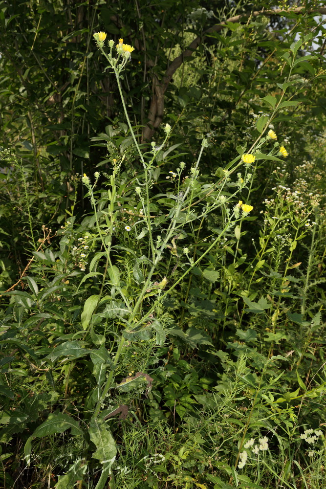 Image of Picris hieracioides specimen.