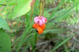 Euonymus verrucosus. Соплодие. Республика Татарстан, окр. г. Набережные Челны, Белоусская часть НП «Нижняя Кама» (Челнинское лесничество), смешанный лес. 22.08.2009.