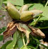 Paeonia rockii