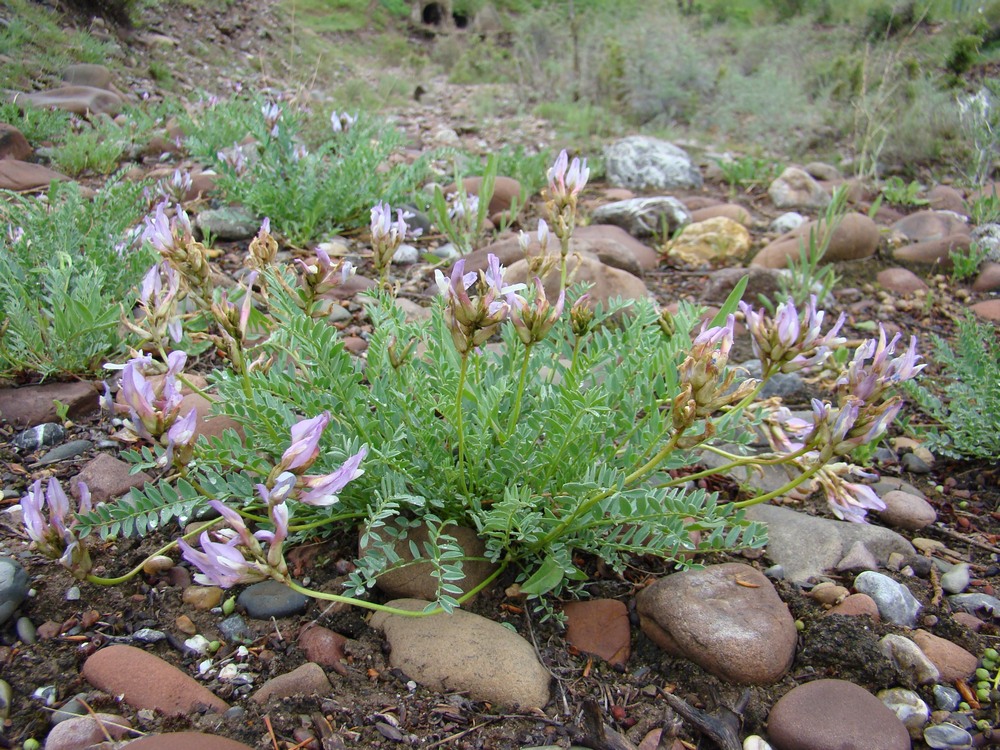 Изображение особи Astragalus skorniakowii.