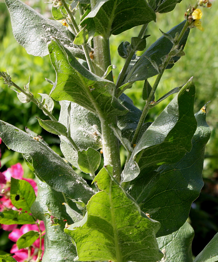 Image of Verbascum olympicum specimen.