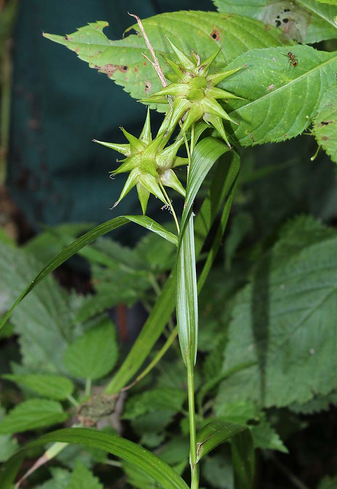 Image of Carex grayi specimen.