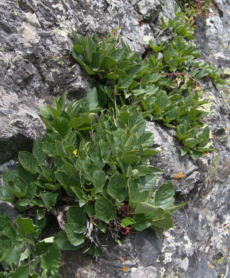 Image of Rhamnus microcarpa specimen.