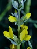 Thermopsis turkestanica