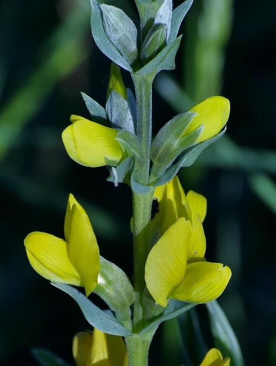 Изображение особи Thermopsis turkestanica.