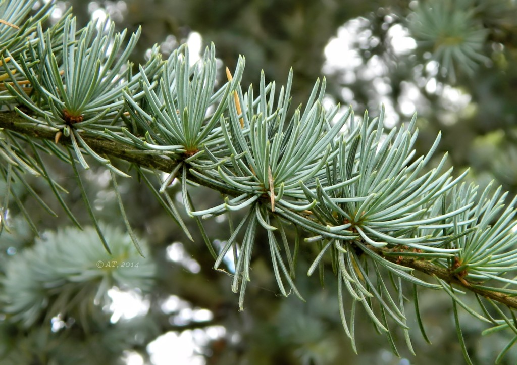 Image of Cedrus atlantica specimen.