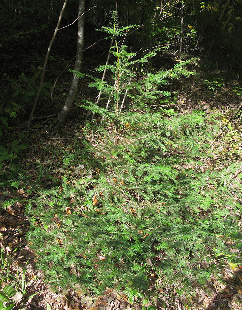 Изображение особи Taxus baccata.