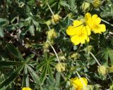 Potentilla sphenophylla