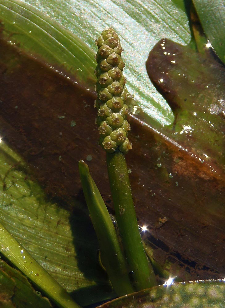 Image of Potamogeton nodosus specimen.