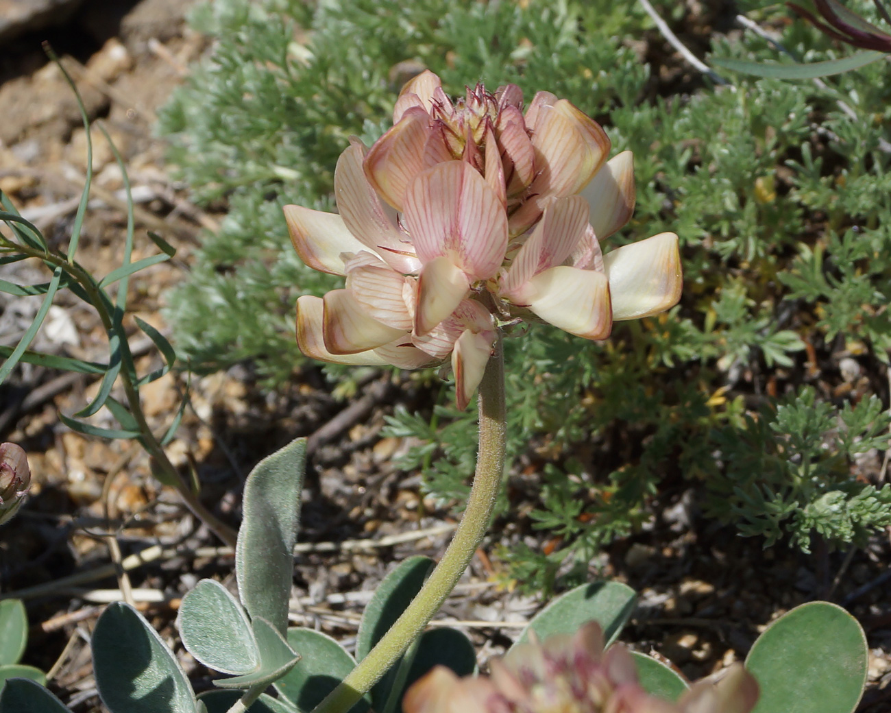 Image of Hedysarum splendens specimen.