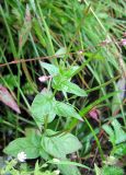 Epilobium montanum