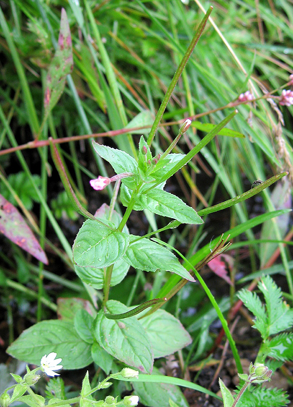 Изображение особи Epilobium montanum.