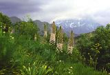 Eremurus aitchisonii