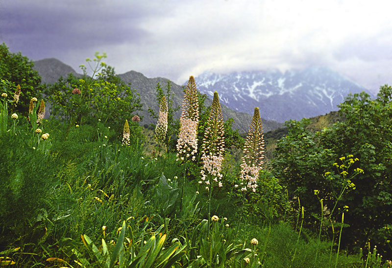 Изображение особи Eremurus aitchisonii.