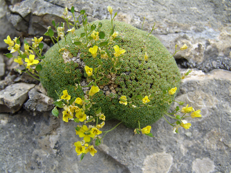 Image of Draba bryoides specimen.