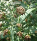 Symphyotrichum novi-belgii