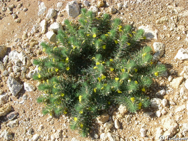 Image of Ajuga mollis specimen.