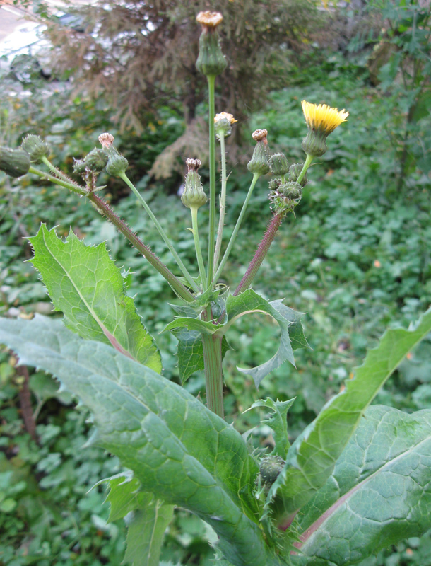 Image of Sonchus asper specimen.