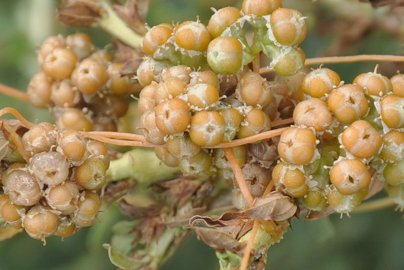 Image of Cuscuta campestris specimen.