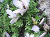 Astragalus levieri