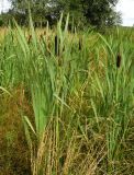 Typha latifolia