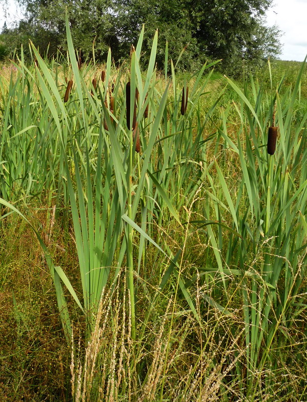 Изображение особи Typha latifolia.