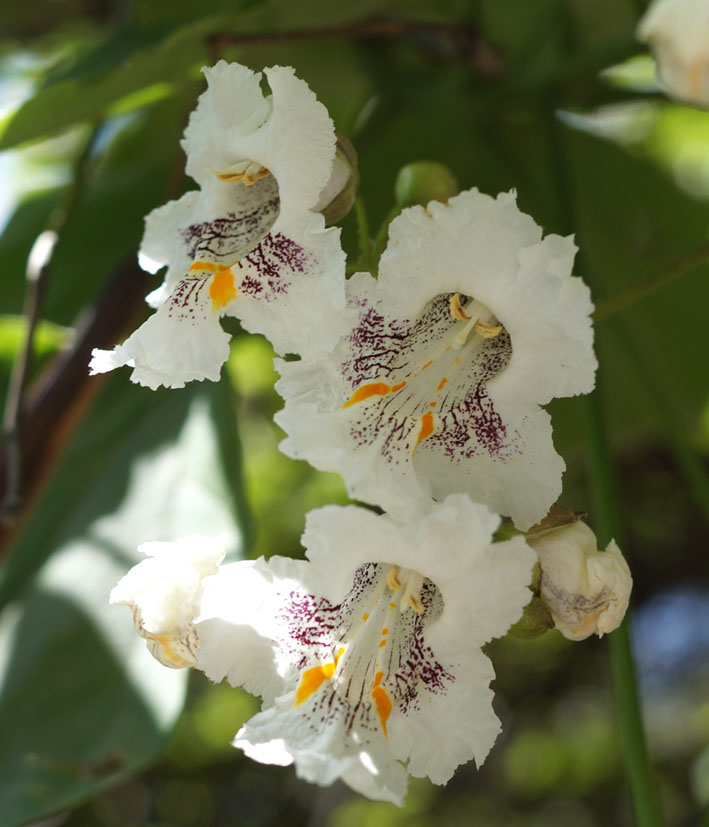 Изображение особи Catalpa bignonioides.