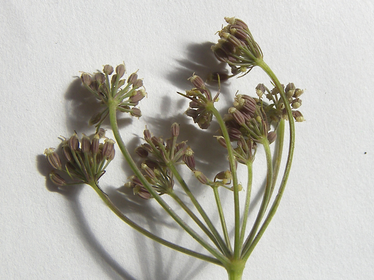 Image of Seseli alpinum specimen.