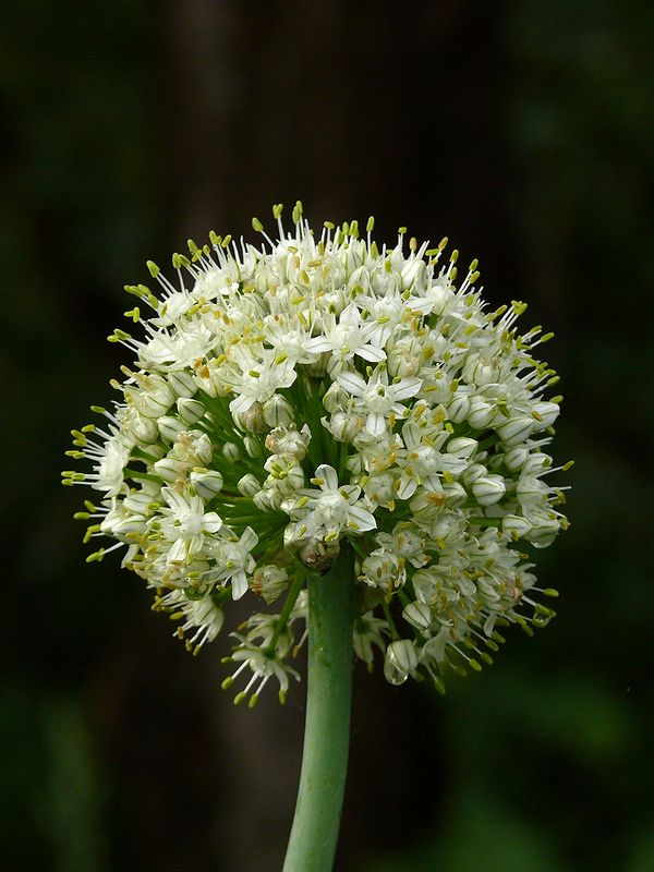 Image of Allium cepa specimen.