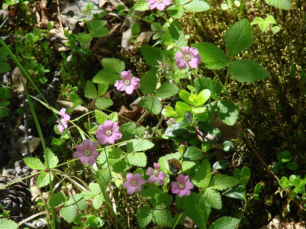 Image of Rubus arcticus specimen.
