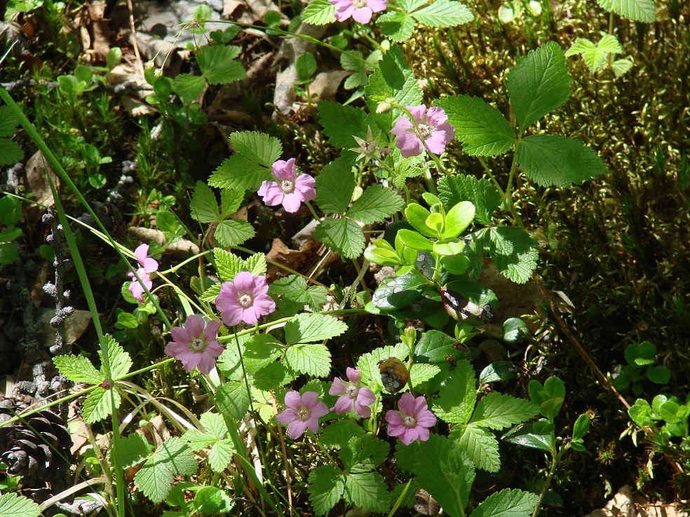 Изображение особи Rubus arcticus.