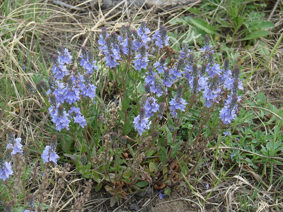 Image of Veronica prostrata specimen.