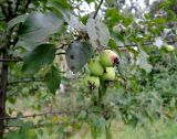 Malus prunifolia. Ветка с созревающими плодами и листьями, пораженными паршой (конидиальная стадия аскомицета Venturia inaequalis). Восточное Подмосковье, Ногинский р-н, окр. ж.-д. платформы \"33-й км\". 03.08.2015.