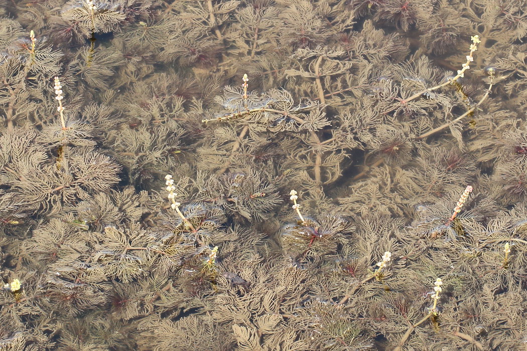 Изображение особи Myriophyllum spicatum.