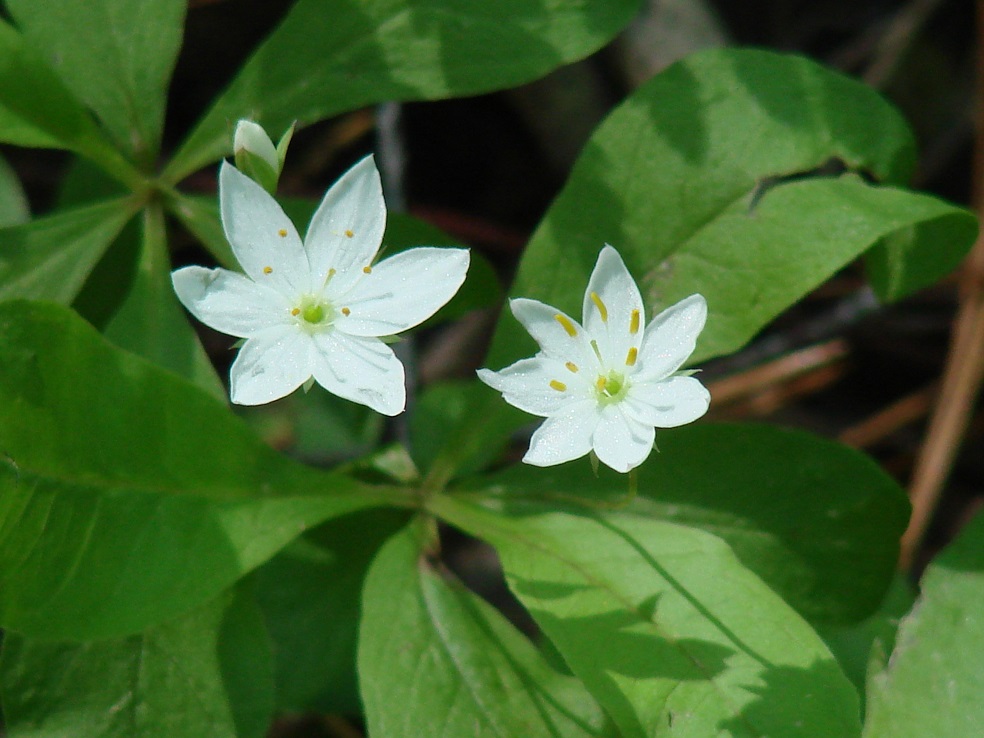 Изображение особи Trientalis europaea.