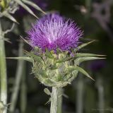 Silybum marianum