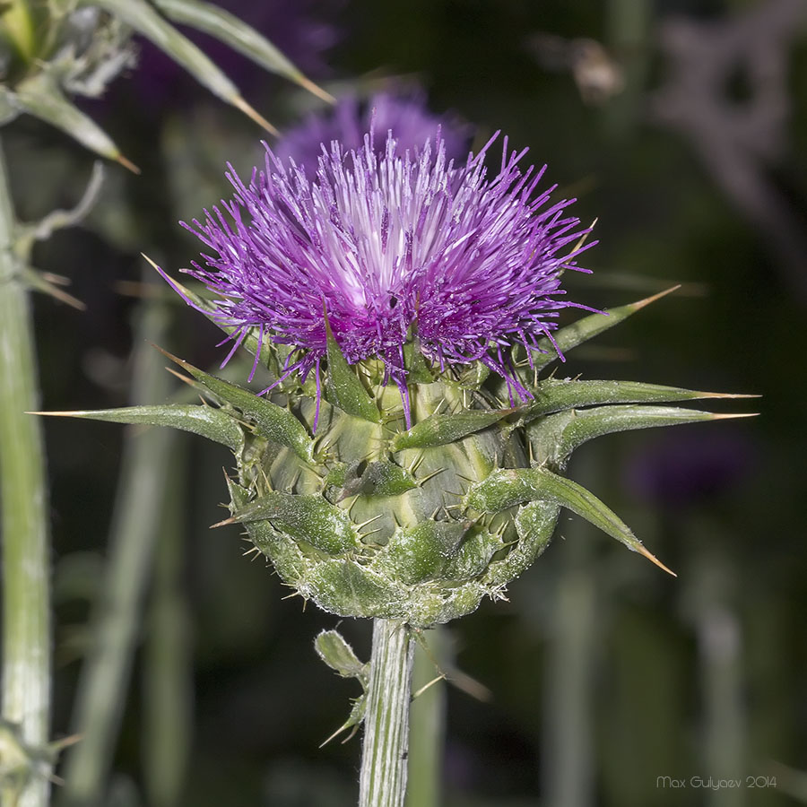 Изображение особи Silybum marianum.