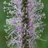 Plantago media