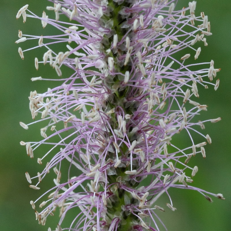 Изображение особи Plantago media.