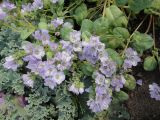 Phacelia purshii