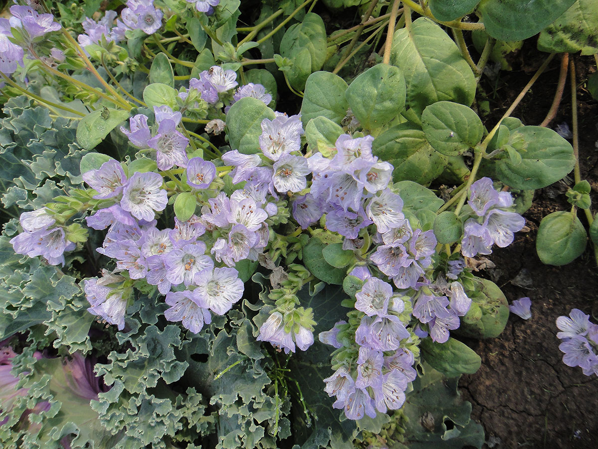 Изображение особи Phacelia purshii.