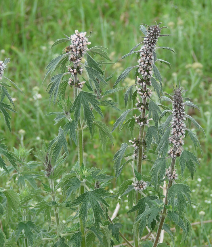 Image of Leonurus quinquelobatus specimen.
