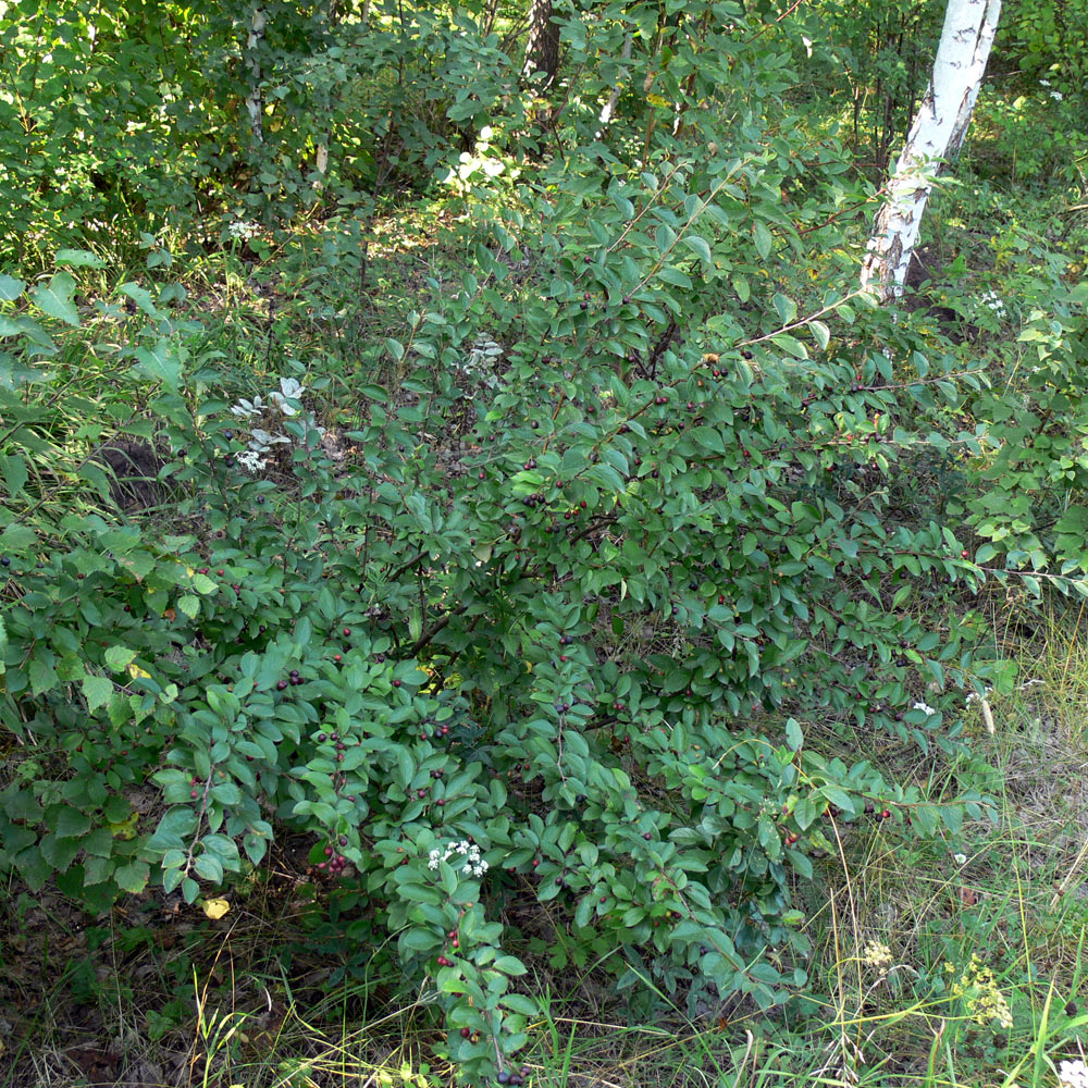 Изображение особи Cotoneaster lucidus.