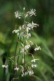 Silene nutans. Соцветия. Московская обл., Истринский р-н, Павловская Слобода, опушка смешанного леса. 18.06.2008.