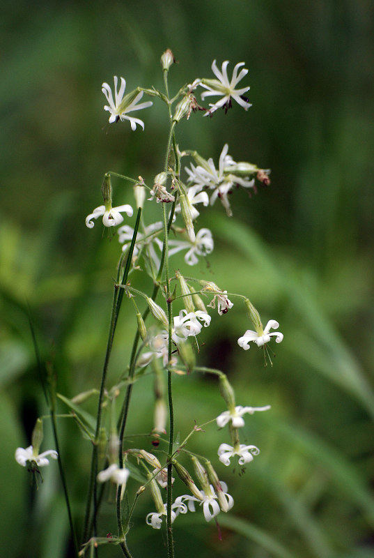 Image of Silene nutans specimen.