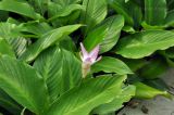 Calathea loeseneri. Отцветшее соцветие и листья. Сингапур, Singapore Botanic Gardens. 18.08.2014.