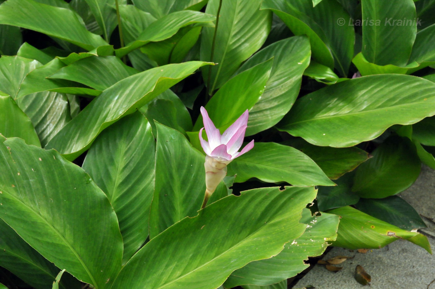 Image of Calathea loeseneri specimen.